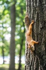 Obraz premium Red squirrel climbing textured tree trunk in sunlit park.