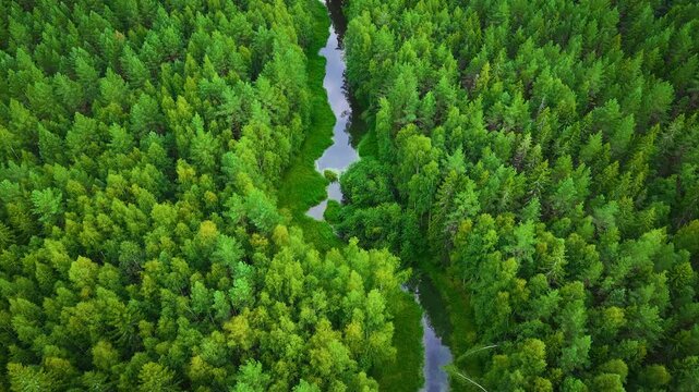 A blue river in a dense natural forest in Finland from high drone altitude perspective. 