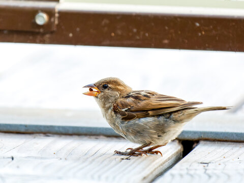 Moineaux domestiques (Passer domesticus) se nourrissant de morceaux de pain sur une terrasse en bois