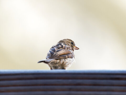Moineaux domestiques (Passer domesticus) se nourrissant de morceaux de pain sur une terrasse en bois