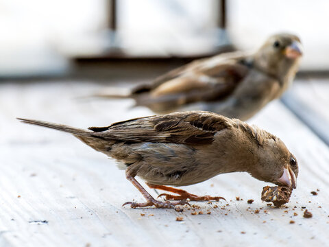 Moineaux domestiques (Passer domesticus) se nourrissant de morceaux de pain sur une terrasse en bois
