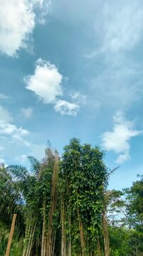 Cloud timelapse at field - Chanchamayo, Junin, Peru