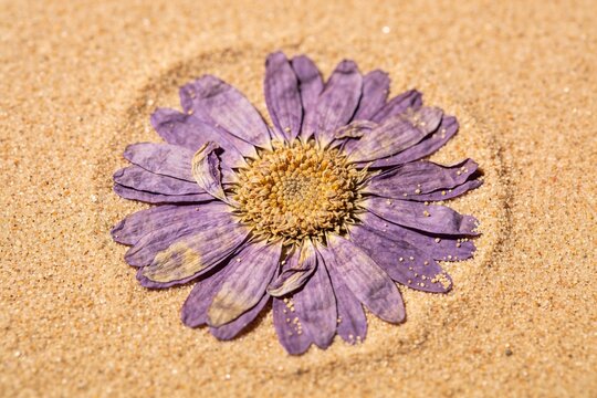 A dried violet purple daisy flower with golden brown center rests on fine beige sand viewed directly from above