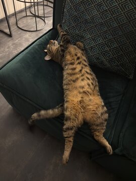 Relaxed Tabby Cat Lying on Sofa with Belly Up at Home