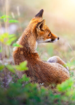 View of a red fox resting in the grass of the National Park of Abruzzo, surrounded by soft greenery in Pescasseroli, Abruzzo, Italy.