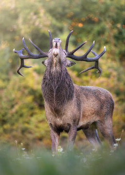 View of a majestic red deer stag with large antlers roaring in the National Park of Abruzzo, Pescasseroli, Abruzzo, Italy.
