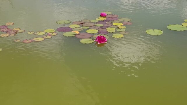 Bright purple nymphaea in the water. Zoom .