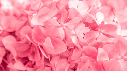 Obraz premium Pink flowers close up. Bouquet of red flowers. City flower beds, a beautiful and well-groomed garden with flowering bushes.