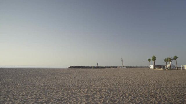 France, Valras Plage 08.08.2026 &mdash; Seagulls on Empty Sandy Beach with Palm Trees and Stone Breakwater in Morning