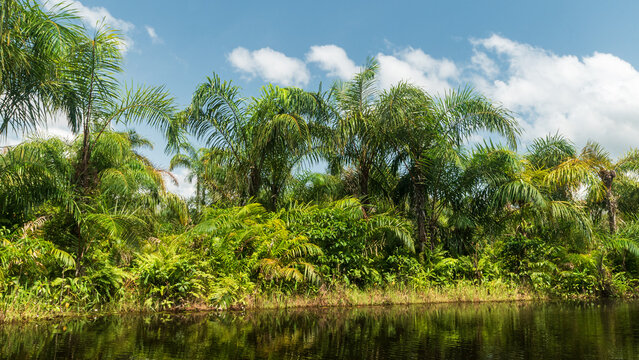 Black River in Adjarra, Benin Surrounded by Lush Tropical Vegetation