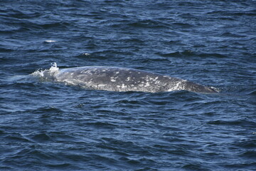 whale breaching ocean © Grace