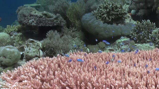 Witness a thriving coral reef beneath the ocean's surface. Schools of electric blue fish dart and shimmer near stunning pink stony corals, showcasing natures aquatic splendor in bright daylight.