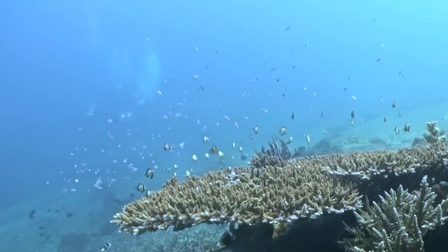 A dazzling array of small fish flit and dart over an intricate branching coral reef. This captivating marine spectacle unfolds in crystal clear blue waters, vibrant with life under bright daylight.