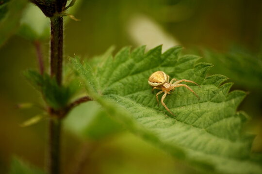Krabbenspinne