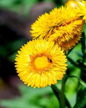 Golden Strawflower with Pollinating Bee is blooming in a sunny day