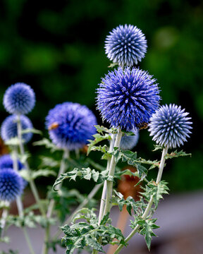 Blue Globe Thistle is Blooming during a sunny summer day