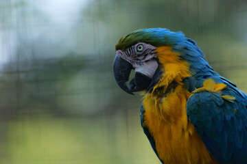 Close-up portrait of a colorful blue and yellow macaw parrot with vibrant feathers © Adam Sadlak