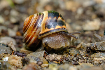 Macro Close-Up of Snail in Garden on Rainy Day © Stephen