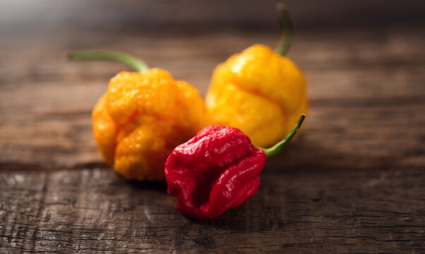 Red and Yellow Trinidad Moruga Scorpion Pepper Chili on wooden table, closeup. One of the hottest peppers in the world, heat level 1,200,000 to 2,000,000 Scoville Heat Units (SHU) 