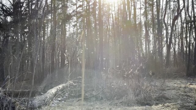 Tiny insects drift through warm sunbeams in summer woodland. Golden light filters between trees revealing countless small silhouettes in motion. Scene show forest moment filled with natural atmosphere