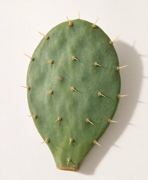 Prickly pear cactus pad macro shot with sharp spines and soft green texture on white background