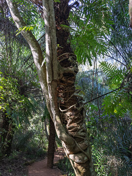 Strangler Fig Roots Encircling a Tree Along a Forest Path at Rio Sucuri