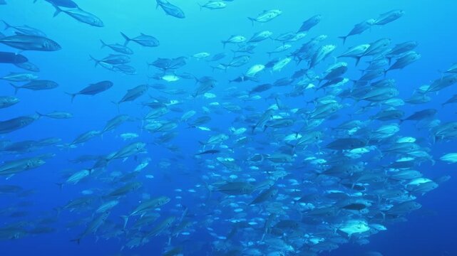 Swirling schools of shimmering fish dance gracefully beneath the waves of the Indian Ocean. This mesmerizing underwater world in Indonesia reveals the beauty and diversity of marine life.