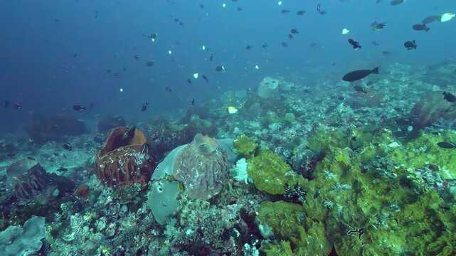 Tropical fish glide over colorful sponges and textured rocks in Indonesia s Indian Ocean, showcasing the serene magic of a wild marine habitat.