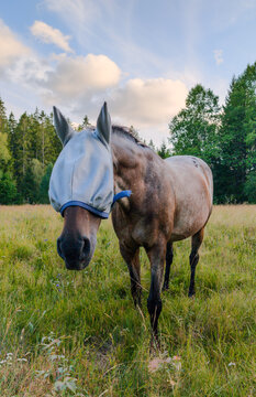 A dapple gray horse stands facing the camera in a tall grass field wearing a protective grey fly mask on its head during a sunny day.