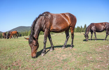 Free-roaming adult horse grazing on a sunny mountain pasture with a small herd in the background, surrounded by forest and open highland grassland © Samir
