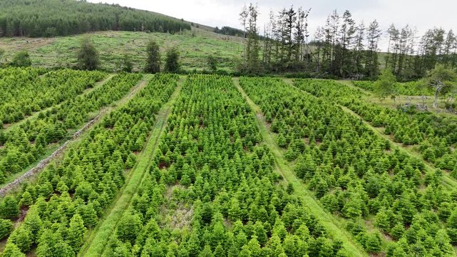 Aerial drone footage of christmas tree farm plantation with neat rows of pine trees on countryside hills, agriculture concept
