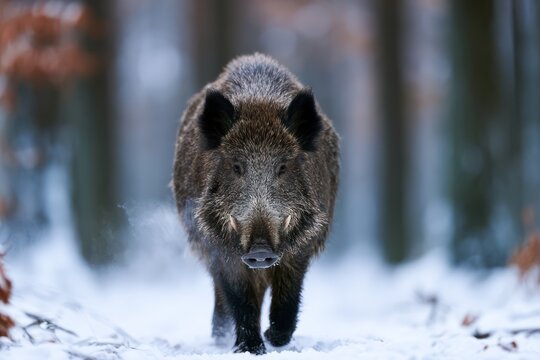 Wild boar in snowy winter forest