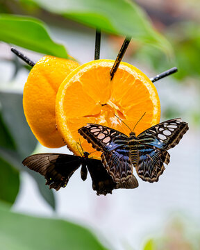 Blue Clipper Butterflies is Feeding on Orange Slice