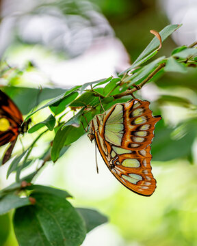 Malachite Butterfly is Roosting Under Leaves