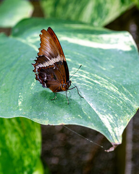 Rusty-Tipped Page Butterfly is standing on Leaf