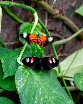 Heliconius Butterflies are Resting on Foliage