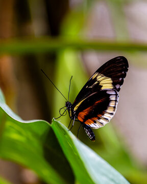 Heliconius Longwing Butterfly is resting on a Leaf