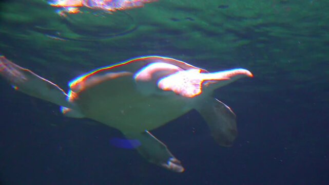 Large loggerhead sea turtle (Caretta caretta) swimming underwater