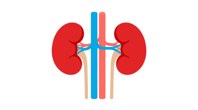 Human kidneys anatomical vector illustration showing renal vessels and ureters in flat minimalist clean graphic style