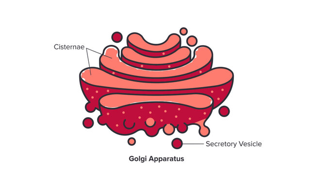 Detailed biological vector illustration depicting the structure of a eukaryotic cell golgi apparatus organelle anatomy diagram