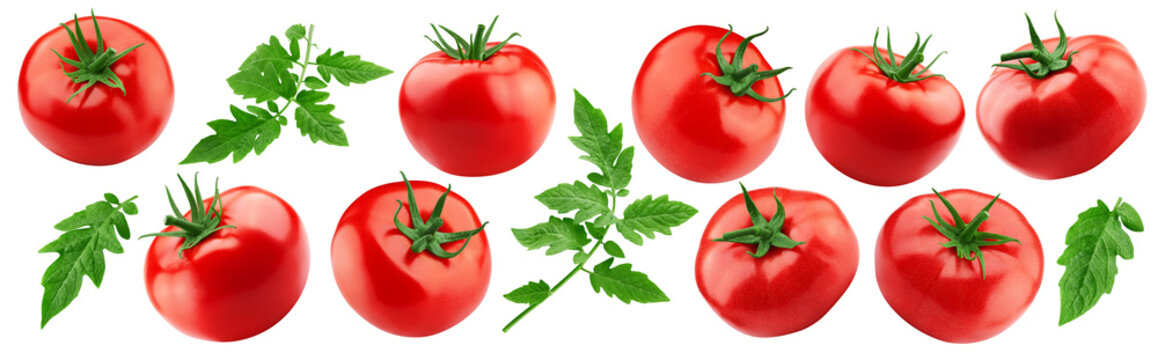 Tomato isolated, full depth of field