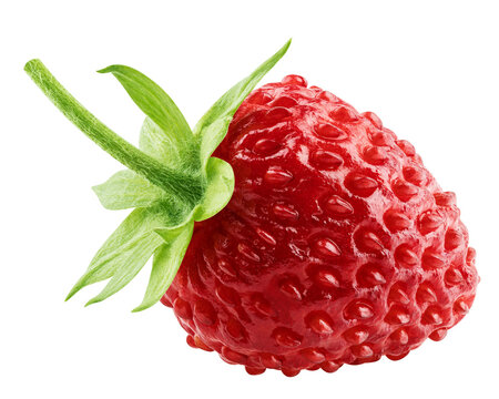 wild Strawberry isolated, full depth of field