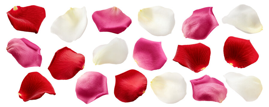 Rose petal, isolated, full depth of field