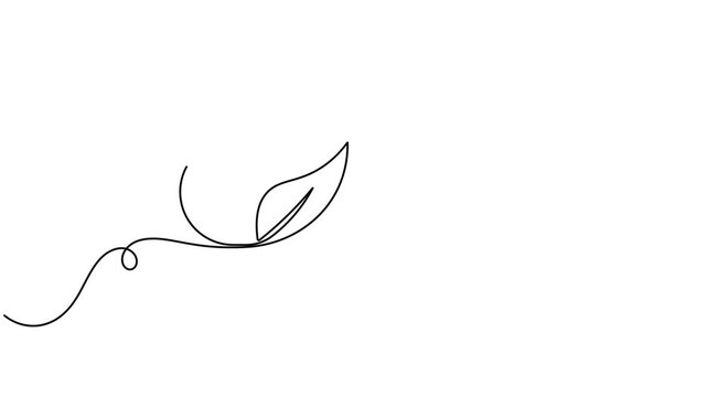 Natural medicine and herbal capsule pill icon sign continuous one line drawing moving on white background animation video