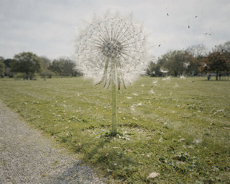 Giant Dandelion Seed Head Standing Tall on a Mown Park Lawn