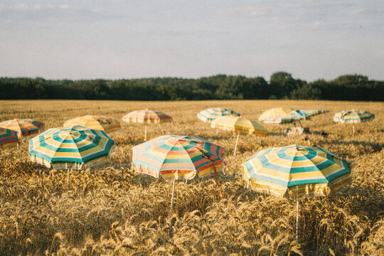 Striped Beach Parasols Standing in a Ripe Golden Wheat Field