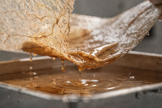 Grown Bacterial Cellulose Bio Leather Lifted From Growing Tray