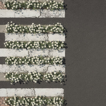 Aerial Crosswalk With Stripes of Blooming White Daisies