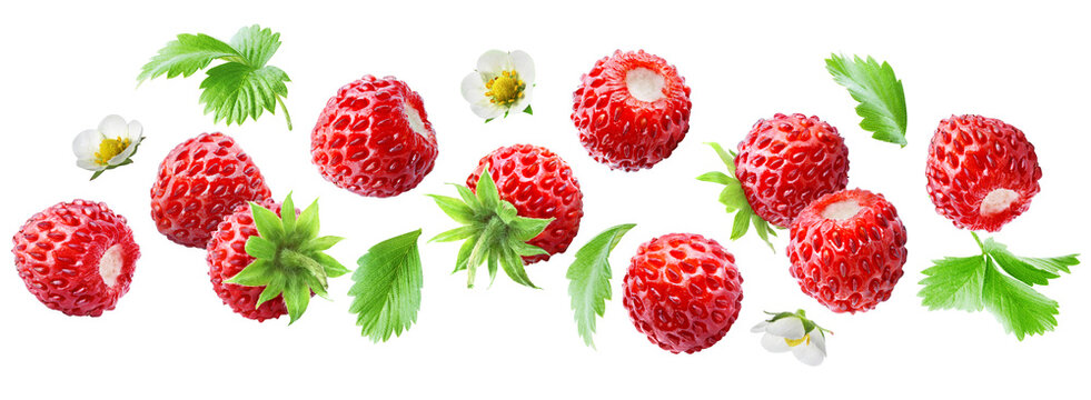 Wild strawberries scattered horizontally among green leaves and small white flowers isolated on transparent background.