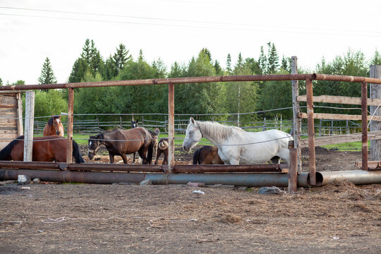 A group of horses, featuring a white horse, stands inside a fenced area on a farm, surrounded by trees and a cloudy sky